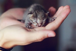 Most adorable kitten in the world